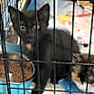 Thumbnail photo of Dominick #3