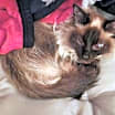 Thumbnail photo of Pearl #3