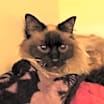 Thumbnail photo of Pearl #4