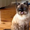 Thumbnail photo of Gebo #1
