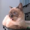 Thumbnail photo of Gebo #2