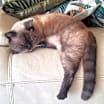 Thumbnail photo of Gebo #3