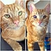 Thumbnail photo of Sebastian & Flounder #1