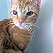 Thumbnail photo of Sebastian & Flounder #4