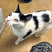 Thumbnail photo of Cooper #2