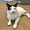 Thumbnail photo of Cooper #3