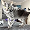 Thumbnail photo of Shadow #1