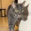 Thumbnail photo of Shadow #2