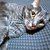 Thumbnail photo of Shadow #3