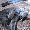 Thumbnail photo of Shadow #4