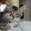 Thumbnail photo of Gizmo #1