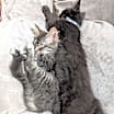 Thumbnail photo of Gizmo #2
