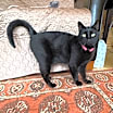Thumbnail photo of Jasmine #4