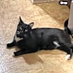 Thumbnail photo of Bella #3