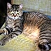 Thumbnail photo of Bubba #2