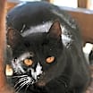 Thumbnail photo of Black Cat #1