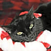 Thumbnail photo of Black Cat #2