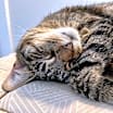 Thumbnail photo of Nikki #4