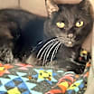 Thumbnail photo of Coco #1