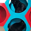 Thumbnail photo of Coco #2