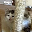 Thumbnail photo of Angelo SA Exotic LH #3