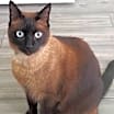 Thumbnail photo of Cody #1