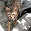 Thumbnail photo of Tonic #1