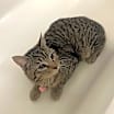 Thumbnail photo of Tonic #4
