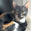 Thumbnail photo of Cayenne #2