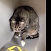 Thumbnail photo of Greta #4