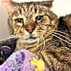 Thumbnail photo of Elvis #3