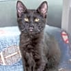 Thumbnail photo of Pike #3
