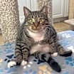 Thumbnail photo of HAZEL #4