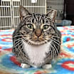 Thumbnail photo of HAZEL #1