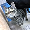 Thumbnail photo of Garfield #2