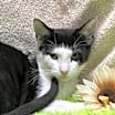 Thumbnail photo of Crockett #1