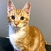 Thumbnail photo of Tulip #2