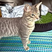 Thumbnail photo of Clayton #3