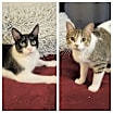 Thumbnail photo of Prui AND Piper #1