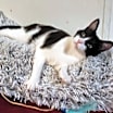 Thumbnail photo of Prui AND Piper #4