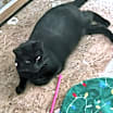 Thumbnail photo of Stella (Elly) #2