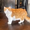Thumbnail photo of Ollie #1
