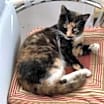 Thumbnail photo of Sweet Pea #2