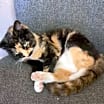 Thumbnail photo of Sweet Pea #4