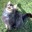 Thumbnail photo of Fluffkins #1