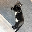 Thumbnail photo of Belle #3