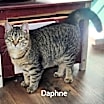 Thumbnail photo of Daphne #1