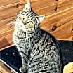 Thumbnail photo of Dottie #1
