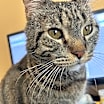 Thumbnail photo of Maurice #1