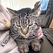 Thumbnail photo of Maurice #2